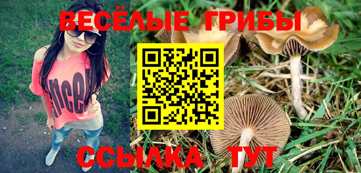 Галлюциногенные грибы Psilocybe Мытищи